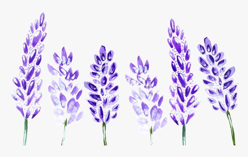 Watercolor Lavender Png, Transparent Png