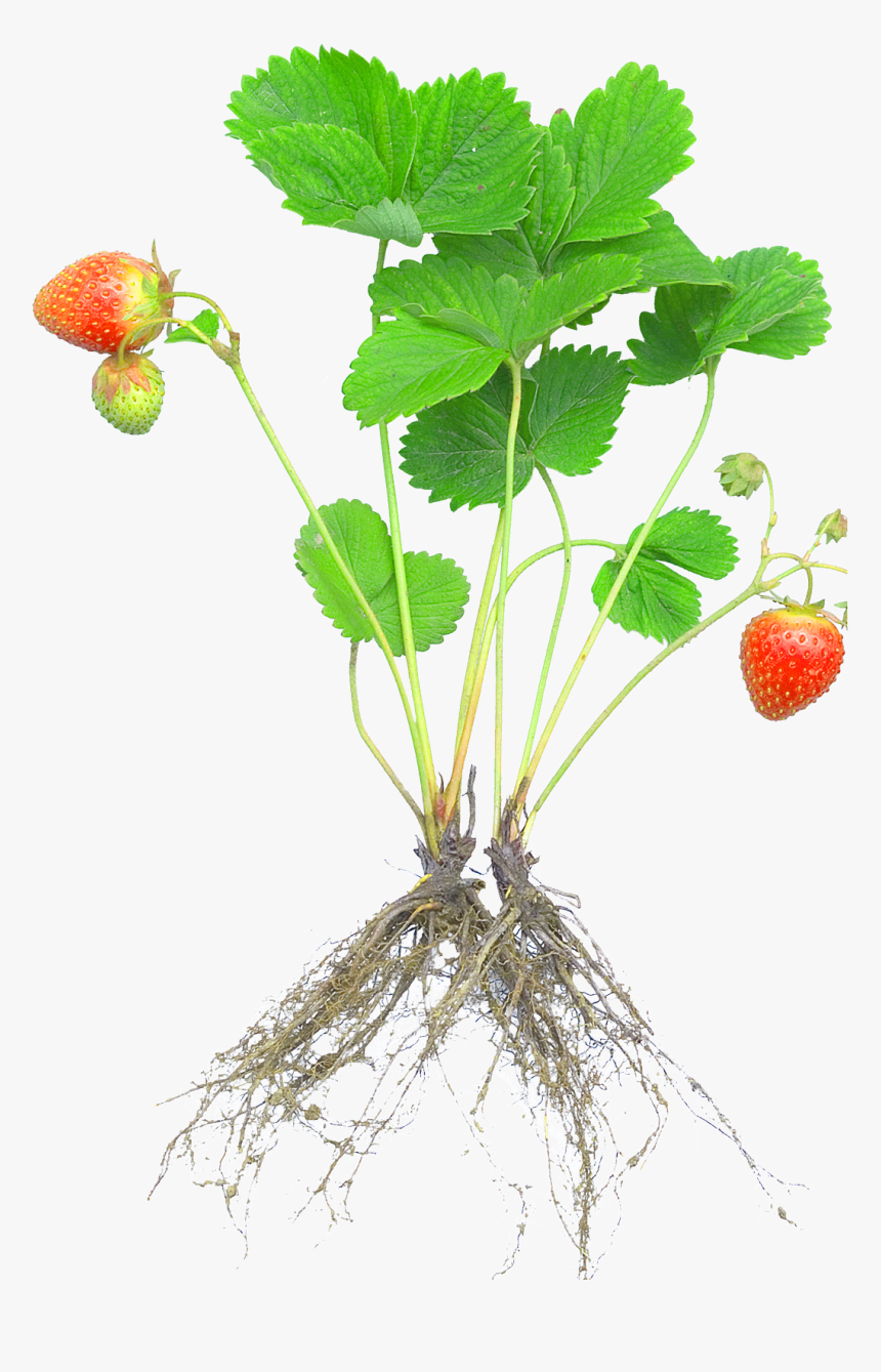 Strawberry Plants With Roots And Fruits , Png Download, Transparent Png