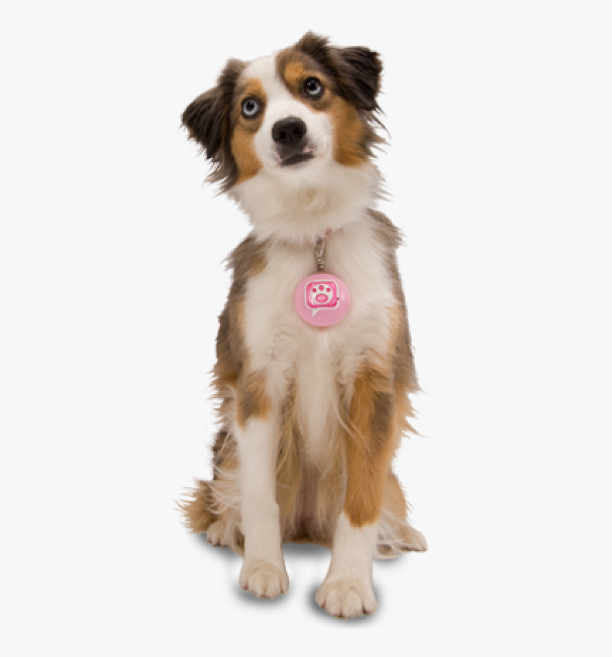 Dog Png For Web With Pink Tag, Transparent Png