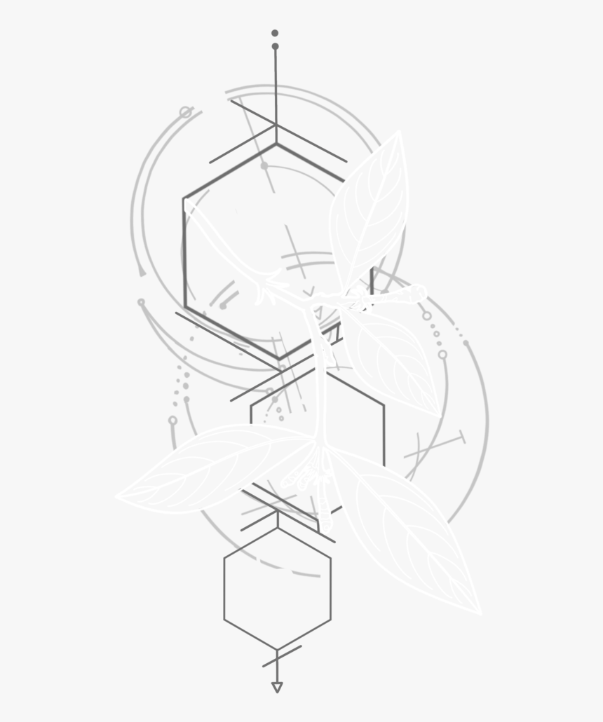 Tea, HD Png Download