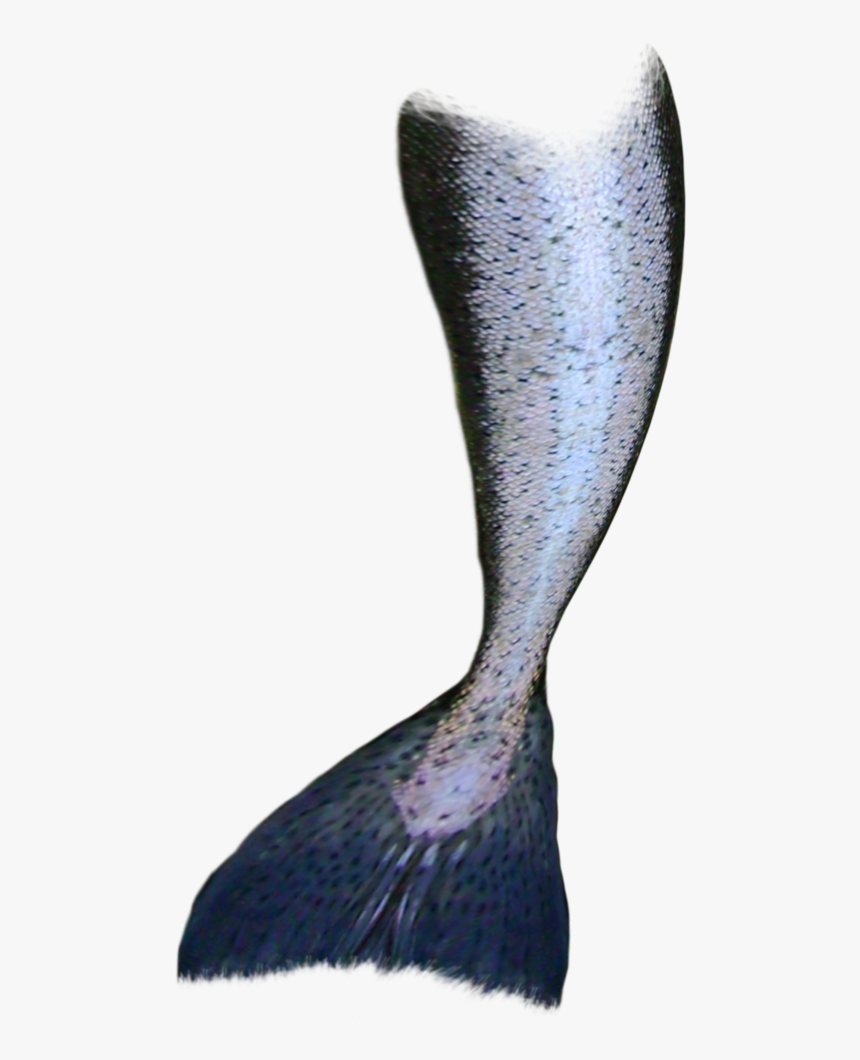Transparent Mermaid Tail Png , Png Download, Png Download