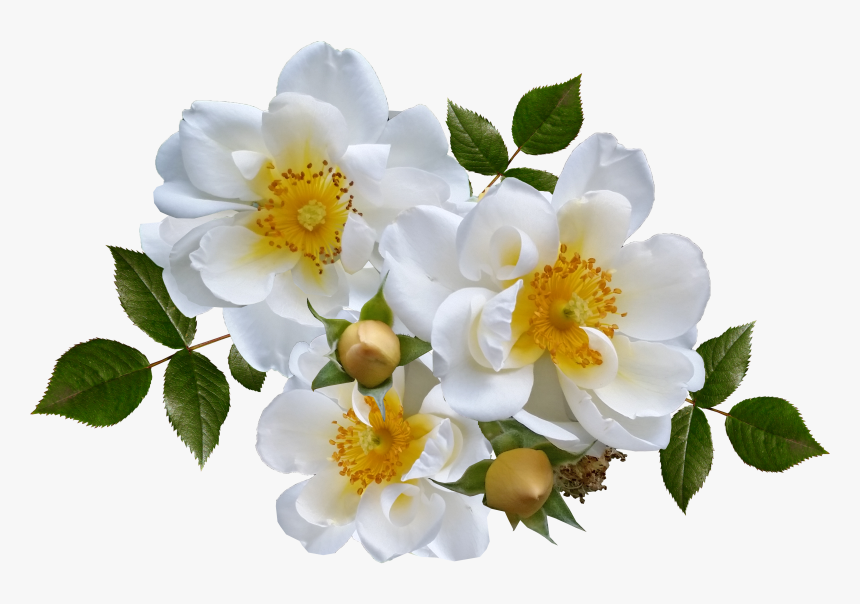 White Rose Png, Transparent Png