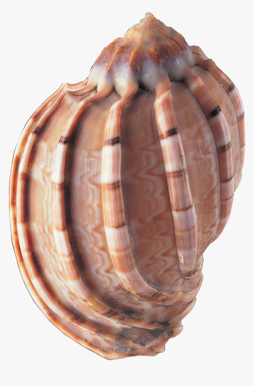 Sea Shells , Png Download, Transparent Png