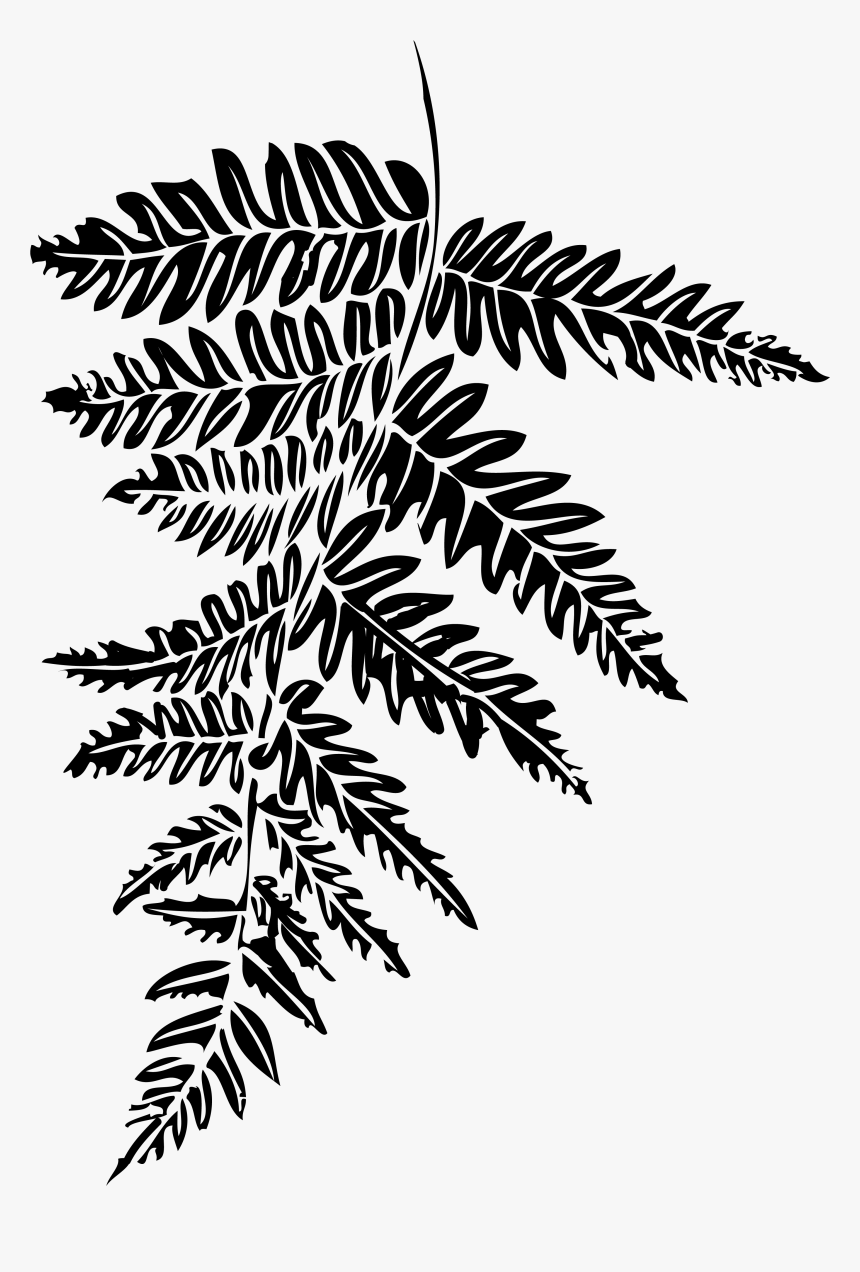 Fern , Png Download, Transparent Png