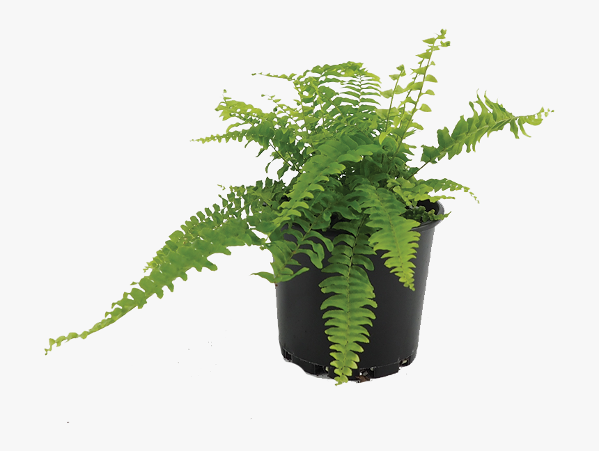 Ostrich Fern , Png Download, Transparent Png