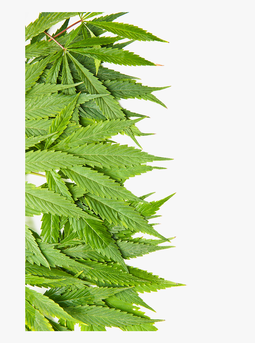 Fern , Png Download, Transparent Png