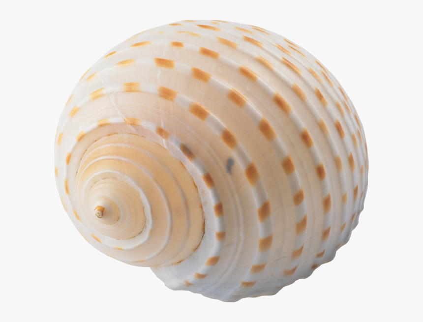 Seashell Png, Transparent Png