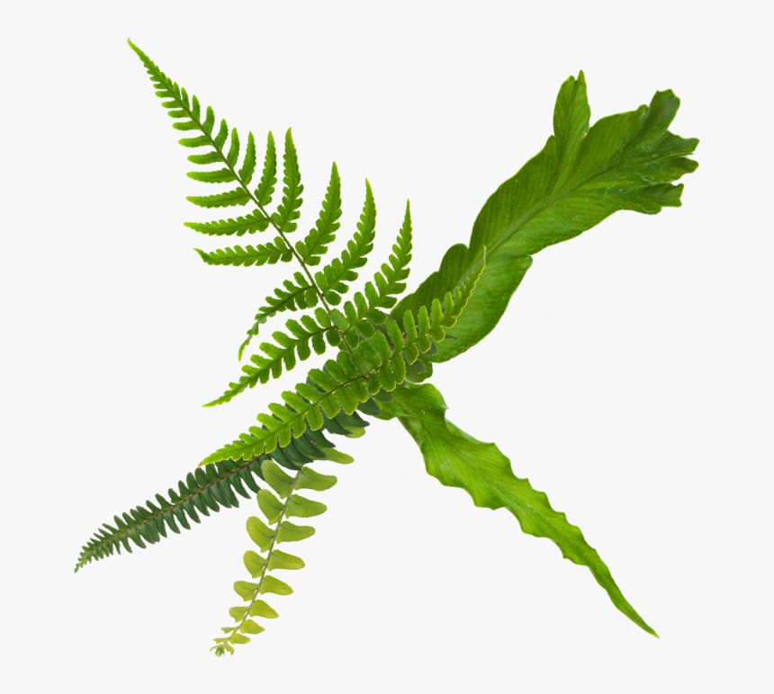 Fern Care, HD Png Download