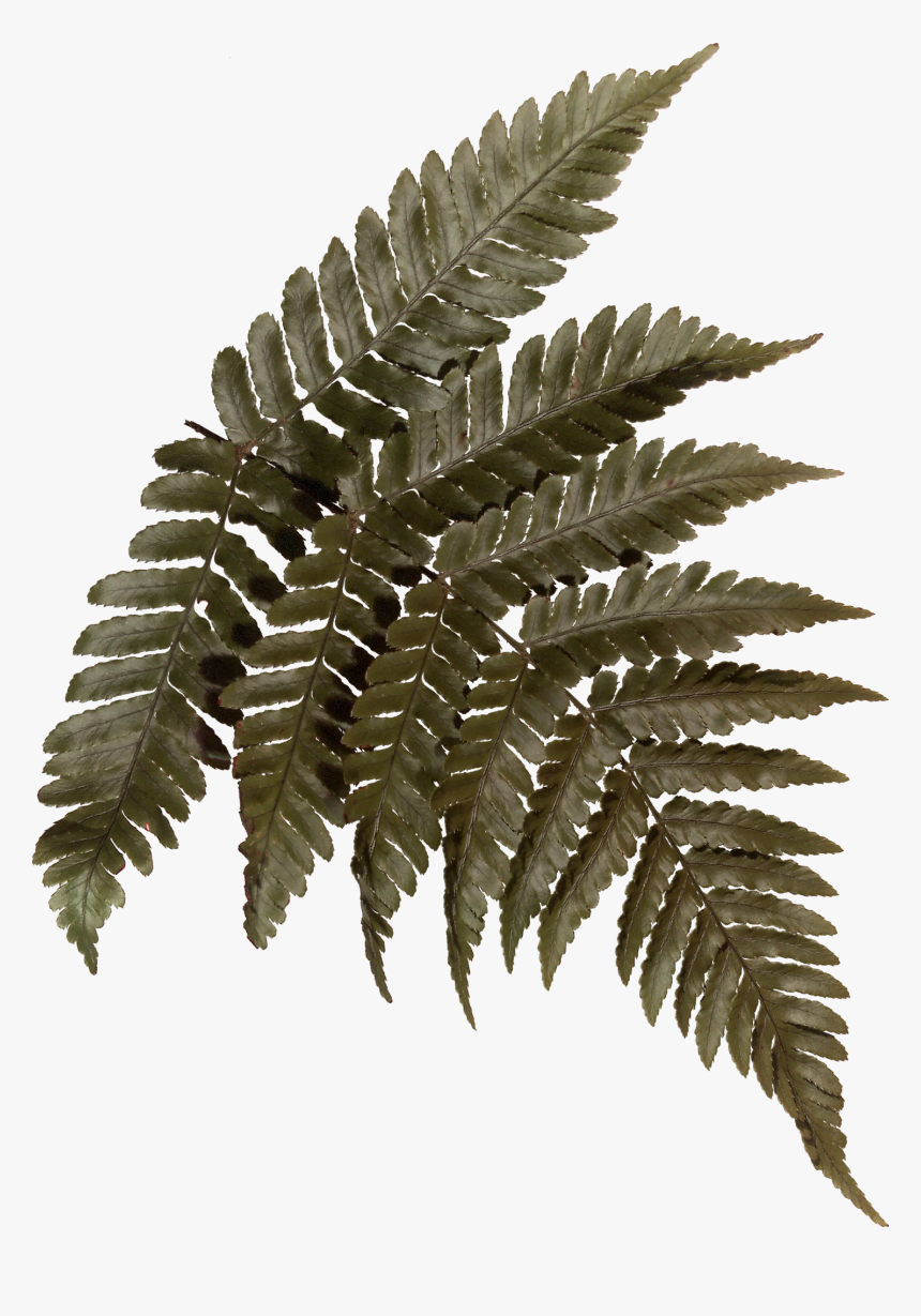 #blinkscan Does Nature, HD Png Download