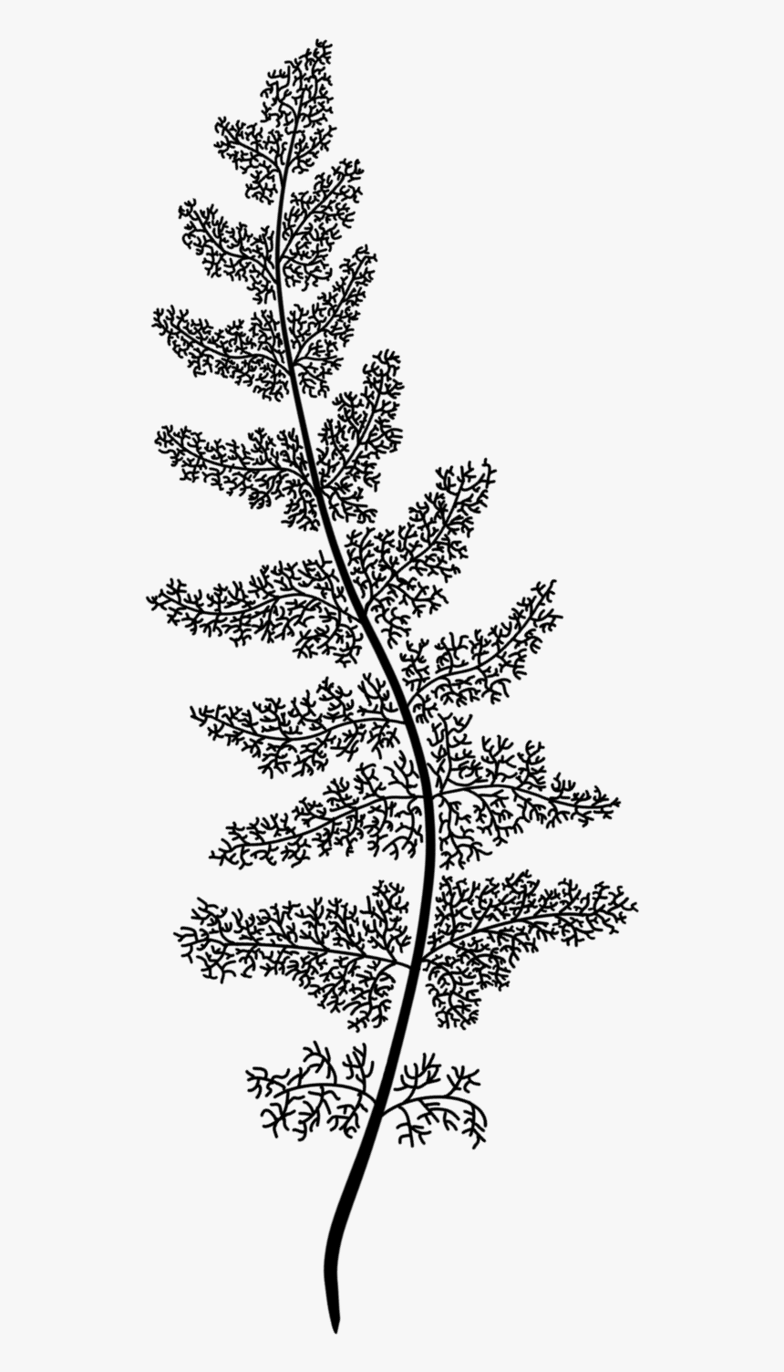 Fern, HD Png Download