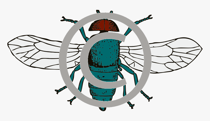 Fly Png, Transparent Png