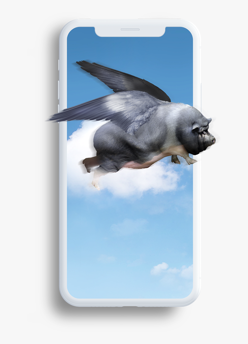 Loyaltopia When Pigs Fly, HD Png Download