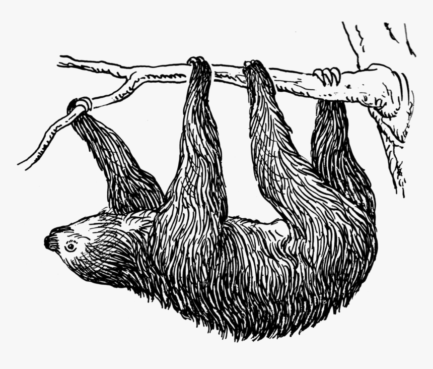 Sloth Clipart Png, Transparent Png