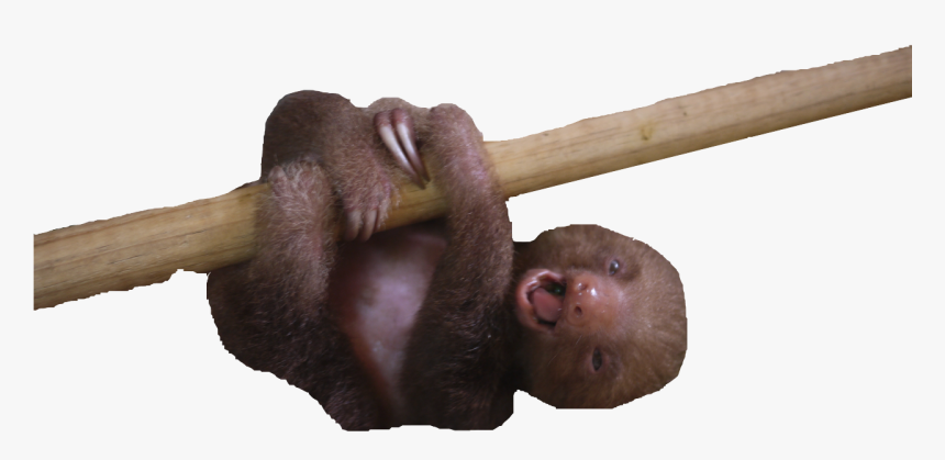 Transparent Baby Sloth Png, Png Download