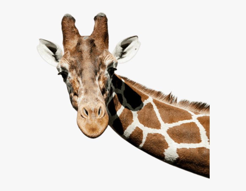 Giraffe Peeking Out, HD Png Download