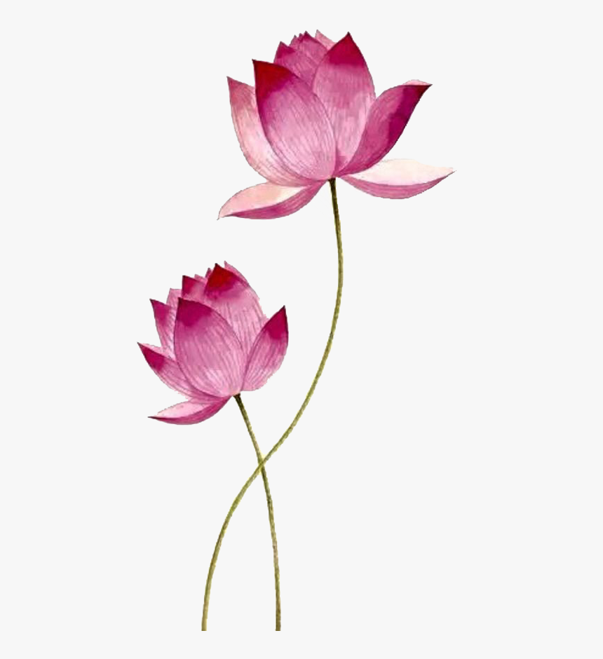 Lotus Png File, Transparent Png