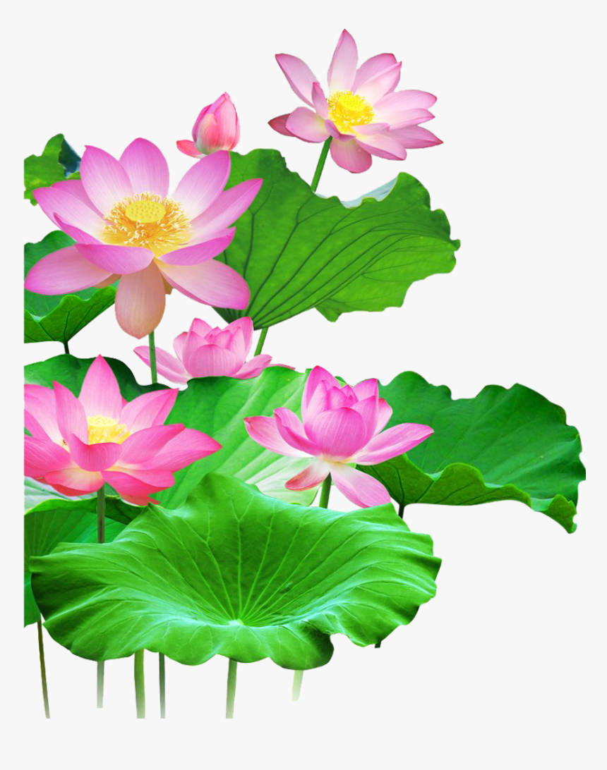 Lotus Png Background, Transparent Png
