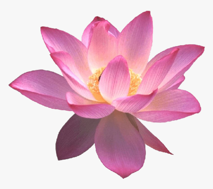 Lotus Flower Png Free Image, Transparent Png