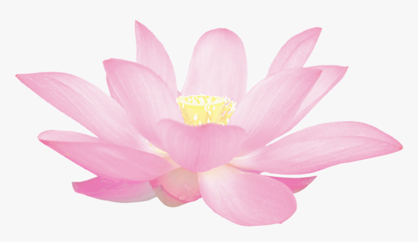 Clip Art Lotus Flower Pattern, HD Png Download