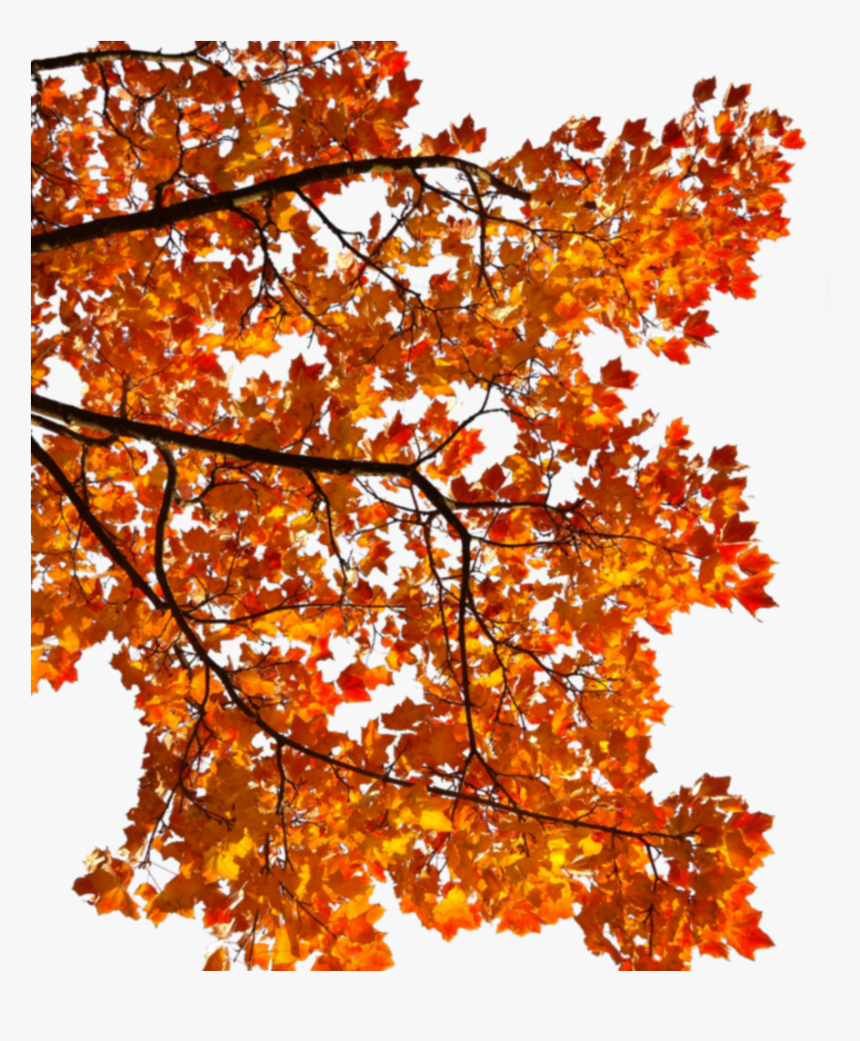 #mq #tree #orange #leaf #autumn #fall, HD Png Download