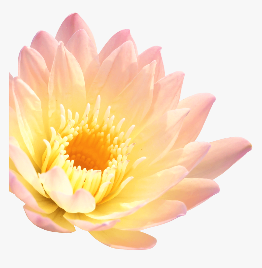 Lotus Flower Png, Transparent Png