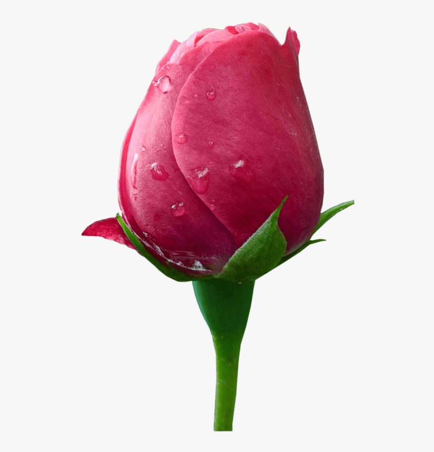 Png Flowers Borders, Transparent Png