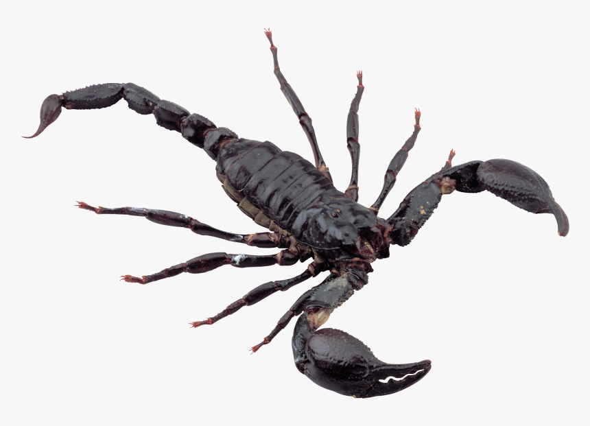 Scorpion Png, Transparent Png