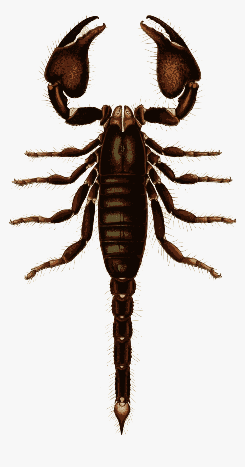 Scorpion , Png Download, Transparent Png