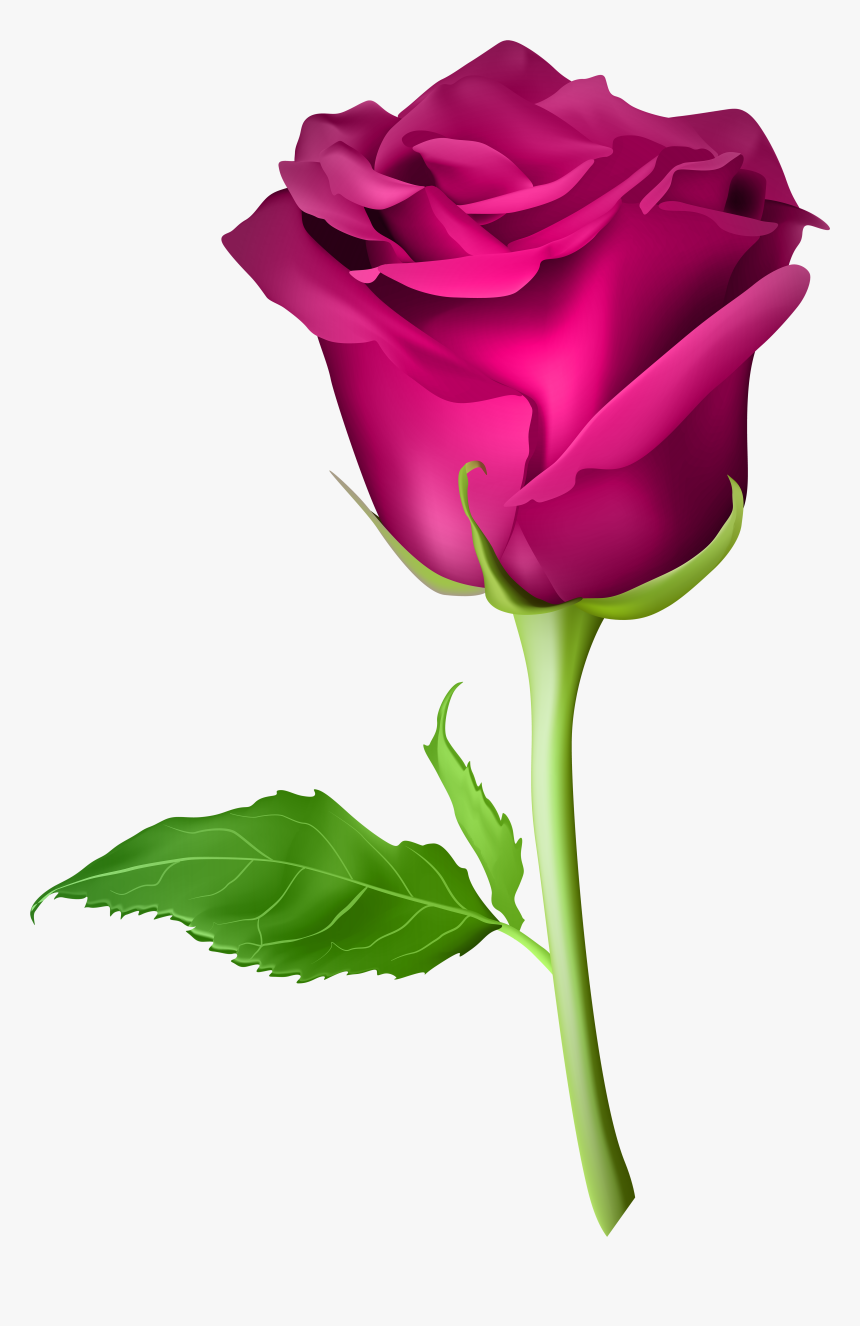 Pink Rose Flower Png Clipart , Png Download, Transparent Png