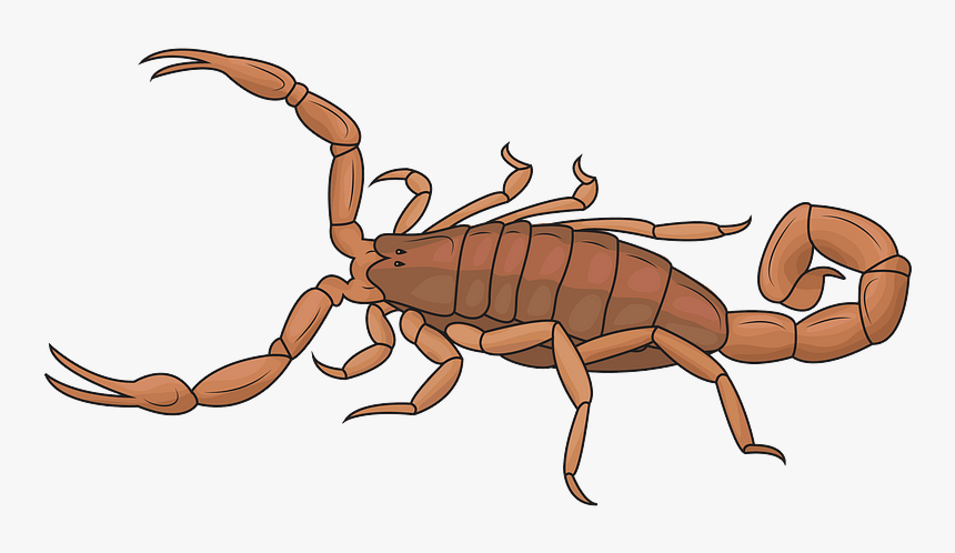 Striped Bark Scorpion Clipart, HD Png Download