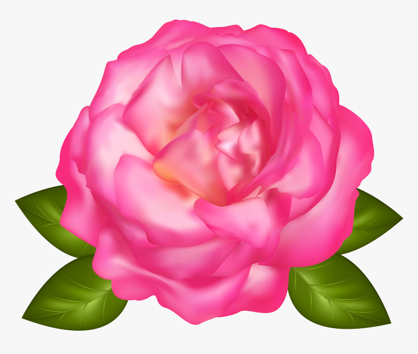 Beautiful Pink Rose Transparent Png Image, Png Download