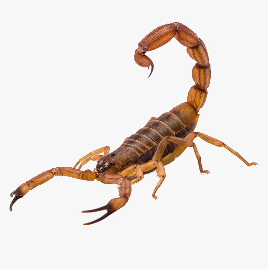 Scorpion Png, Transparent Png