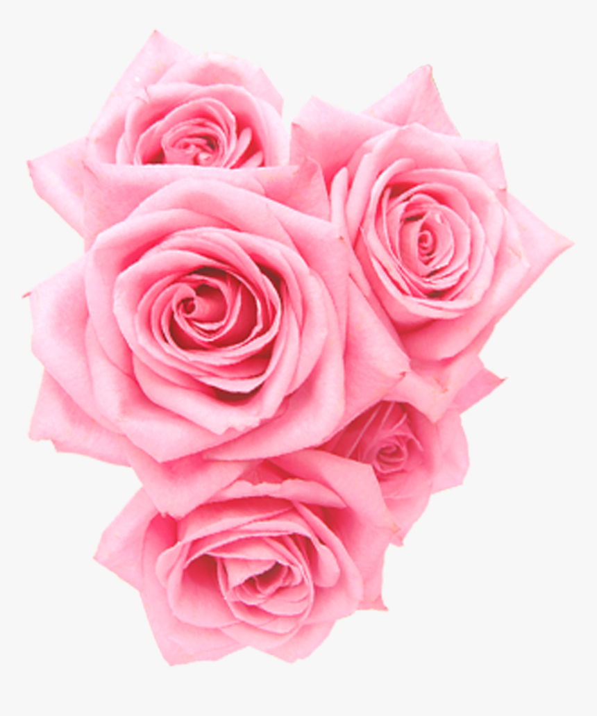 Roses Pink Png, Transparent Png