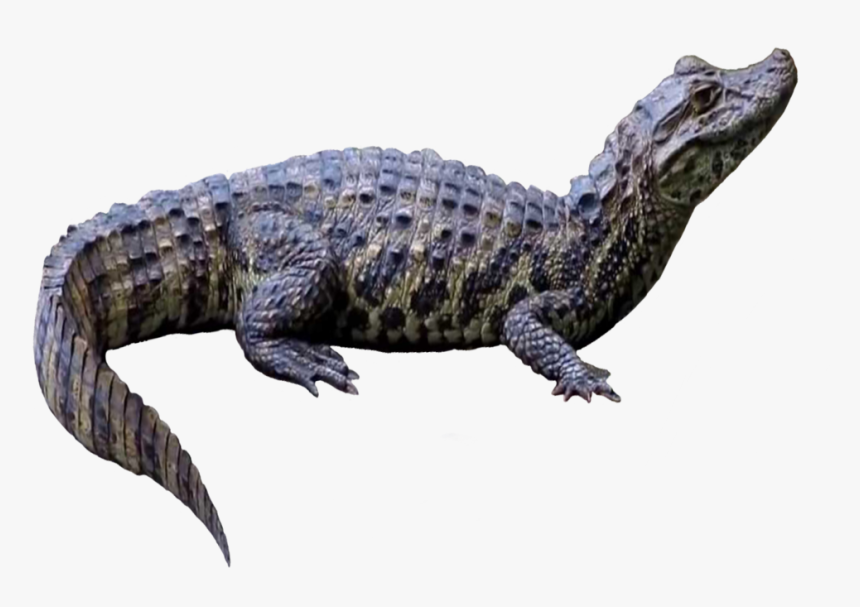 Latirostris2, HD Png Download