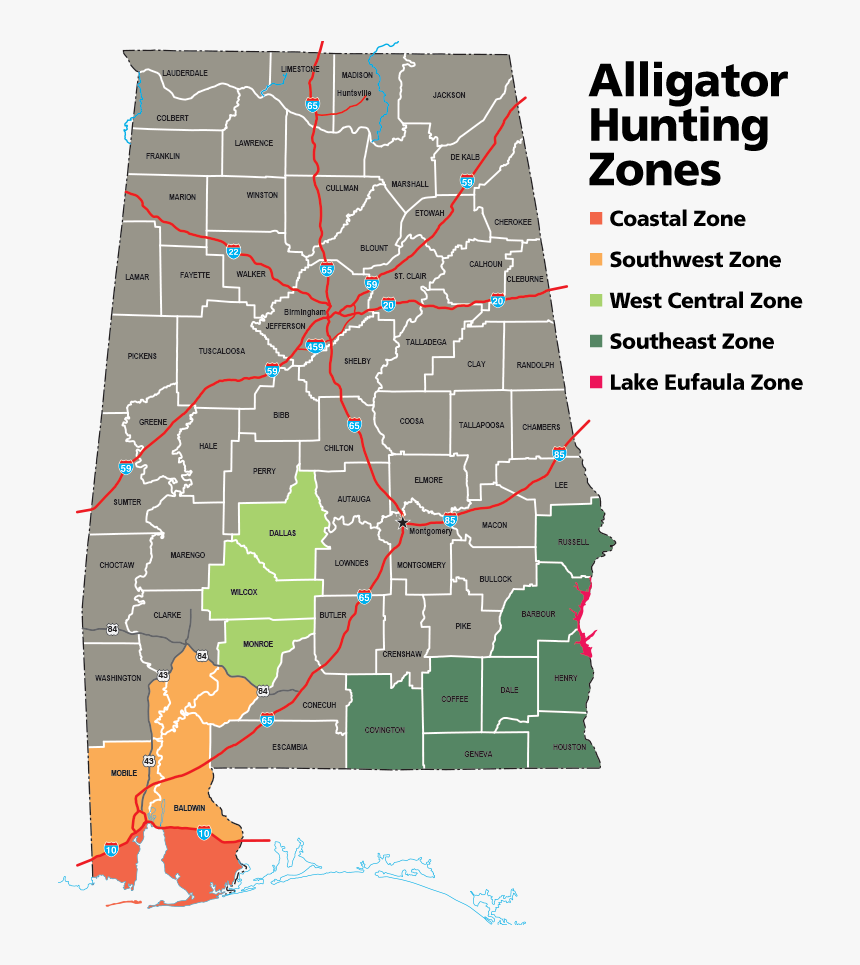 Alligator Png, Transparent Png