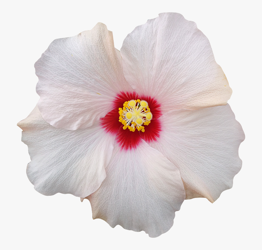 Thumb Image, HD Png Download