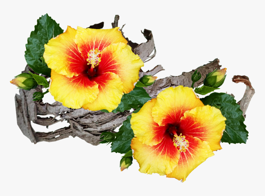 Hibiscus Png, Transparent Png