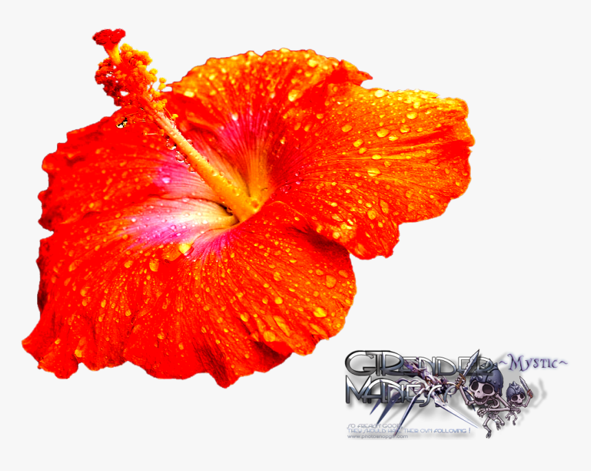 Hibiscus Png, Transparent Png