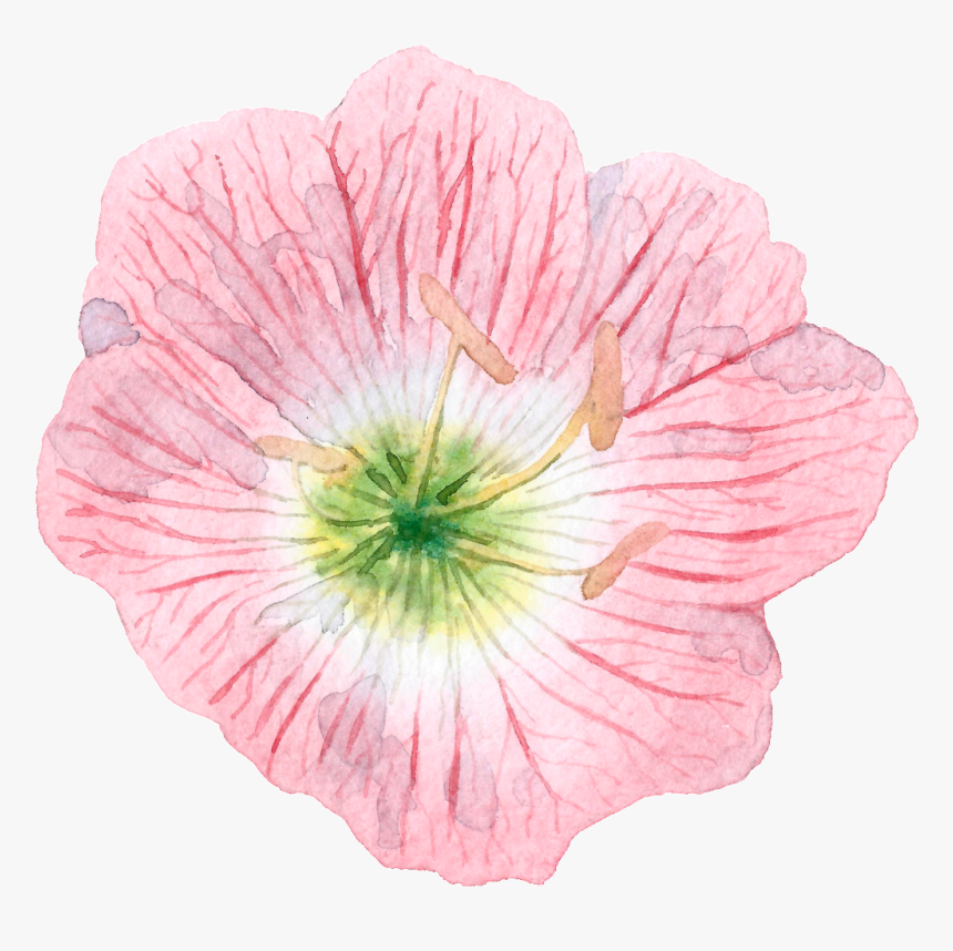 Hand Painted Cartoon Hibiscus Png Transparent, Png Download