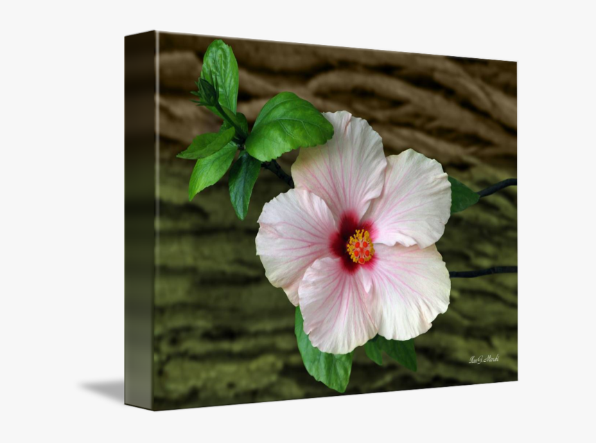 In Front Of Bark By Ilan Mizrahi, HD Png Download