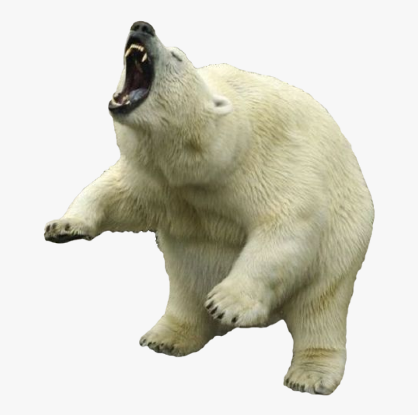 Bear Png Image, Transparent Png