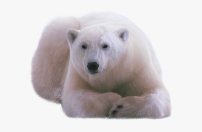 Polar Bear Png, Transparent Png