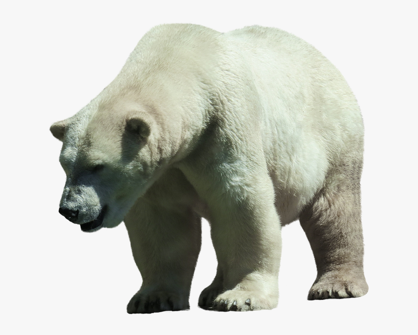 Polar Bear Png, Transparent Png
