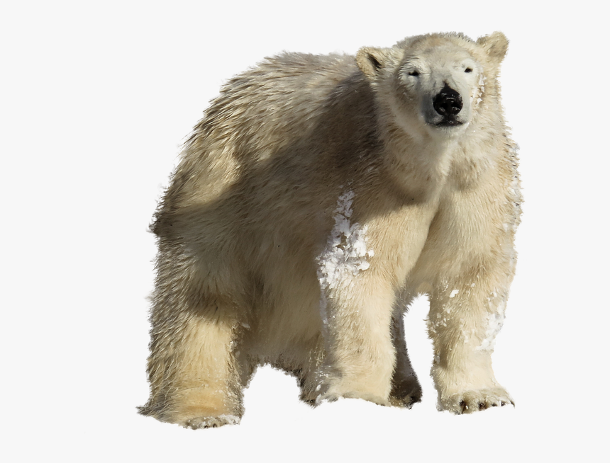 Polar Bear Png, Transparent Png