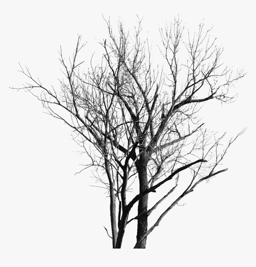 Dead Tree Png, Transparent Png