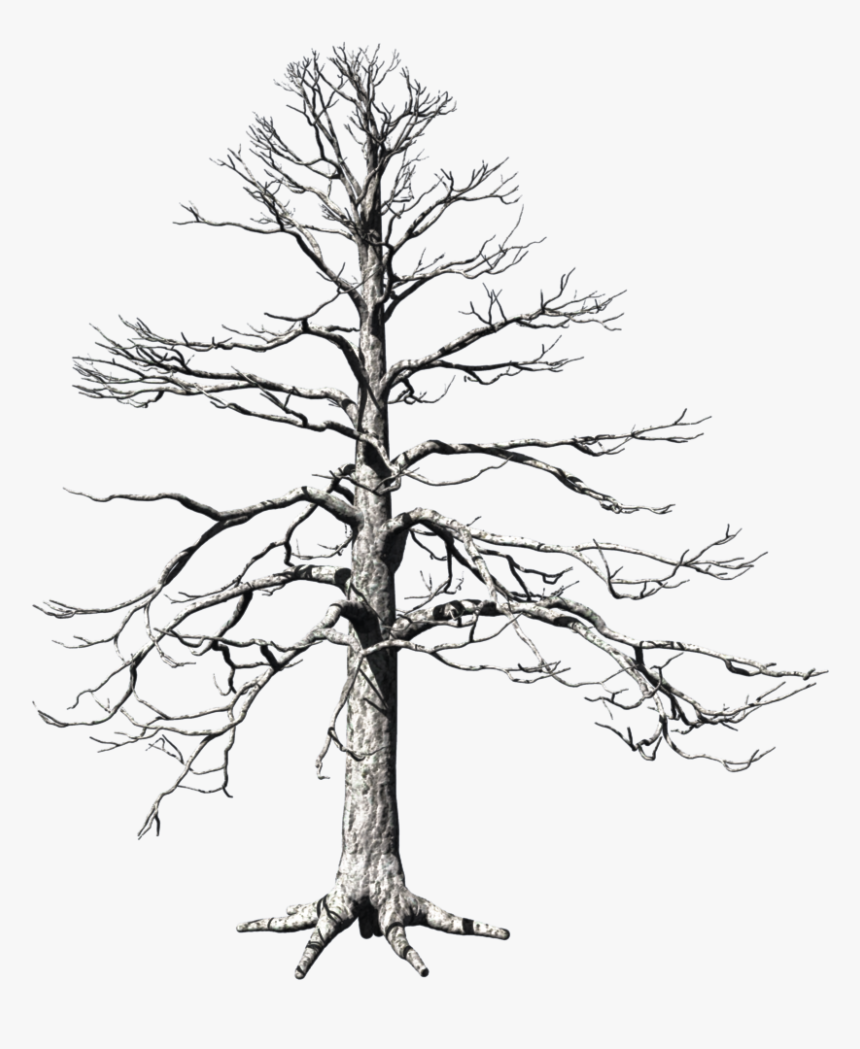 Pond Pine , Png Download, Transparent Png