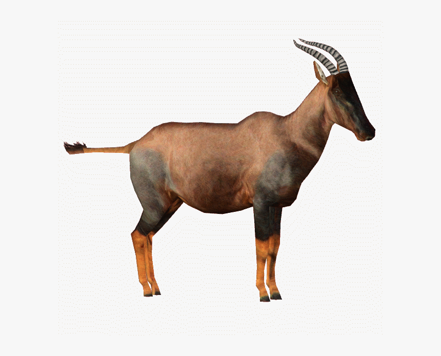 Topi Robert Royboy Tom Download Library Wiki, HD Png Download