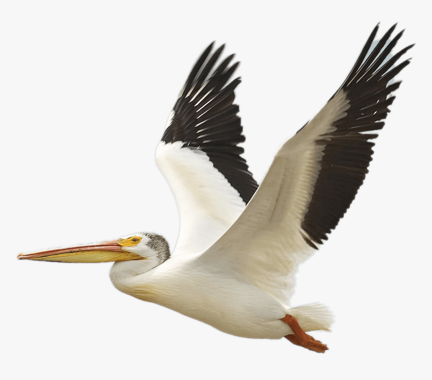 The Birds Of America American White Pelican Brown Pelican, HD Png Download
