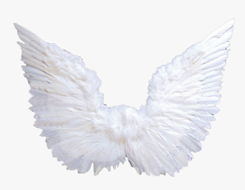 Pigeons And Doves , Png Download, Transparent Png