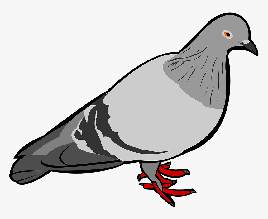 Rock Dove Bird Clipart, HD Png Download